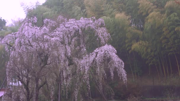 Tóquio Japão Março 2019 Old Weeping Cherry Tree Com Twitter — Vídeo de Stock