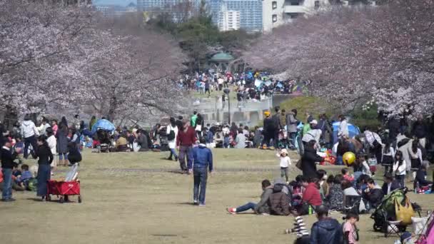 Tokio Japonsko Březen 2019 Lidé Cherry Blossom Zobrazení Nebo Ohanami — Stock video