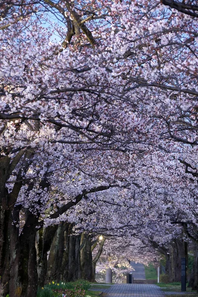 Токіо Японія Квітень 2019 Вранці Сцени Аркада Вишня Розквітає Парку — стокове фото
