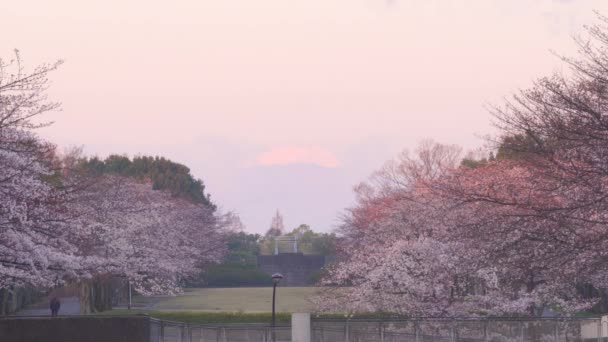 2019 早朝に公園と東京で富士山桜の花 — ストック動画