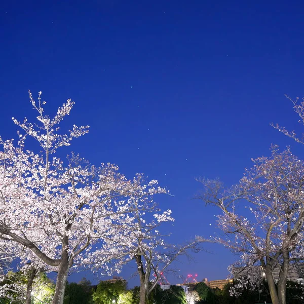 Токіо Японія Квітень 2019 Вишневого Кольору Повному Розквіті Triones Або — стокове фото