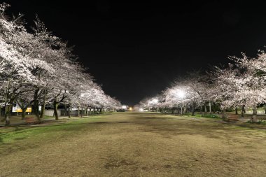 Tokyo, Japonya-Nisan 5, 2019: Tokyo, gece bir parkta tam bloom kiraz çiçekleri