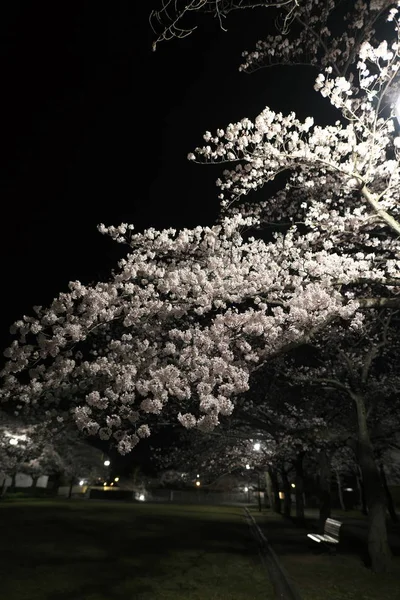 Tokio Japón Abril 2019 Flores Cerezo Plena Floración Parque Nocturno — Foto de Stock