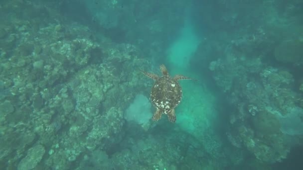 奄美大島日本 月7日 2019 奄美大島 Ayamaru 岬付近のウミガメ 鹿児島 — ストック動画