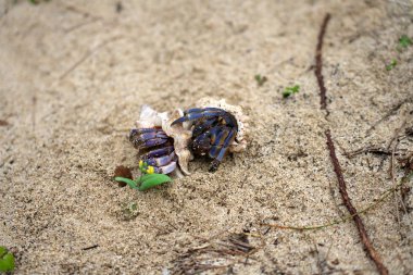 Oshima, Japonya-karasal Hermit yengeç, Coenobita purpureus Stimpson--Ulusal Koruma türleri, Doğum Tomori Beach at Oshima, Kagoshima, Japonya