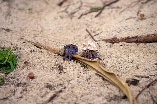 Amami Oshima Japan Terrestrial Hermit Crab Coenobita Purpureus Stimpson Национально — стоковое фото