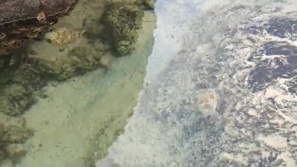 Амами Осима Япония Рыба Плавает Краю Серфинга Пляже Томори Одном — стоковое видео