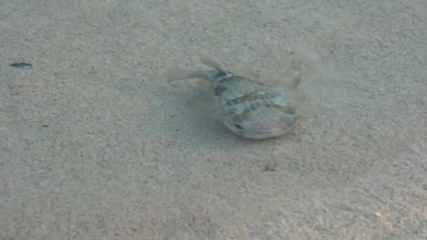Amami Oshima Japón Boxfish Nadando Borde Del Oleaje Tomori Beach — Vídeos de Stock
