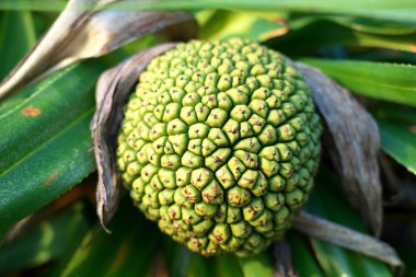 Oshima, Japonya-8 Nisan 2019: kokulu vida çam ağacı veya Pandanus fascicularis veya Pandanus odorifer veya kewra veya keora veya kewda