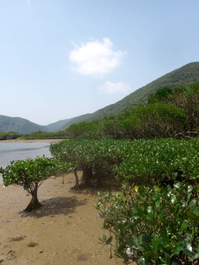 Amami Oshima, Japonya - 8 Nisan 2019: Amamigunto Ulusal Parkı'ndaki mangrov bakire ormanı, Amami Oshima, Kagoşima, Japonya