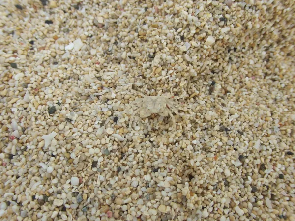 日本大岛美美 2019年4月6日 日本鹿儿岛县东森海滩的鬼蟹 白蟹或奥西波德石 — 图库照片