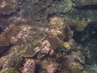 Amami Oshima, Japonya - 7 Nisan 2019: Amami Oshima'daki Ayamaru Burnu'ndaki güzel mercan resifi, Kagoşima, Japonya