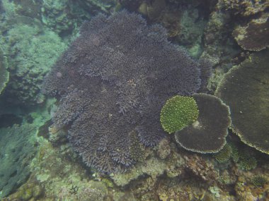 Amami Oshima, Japonya - 7 Nisan 2019: Amami Oshima'daki Ayamaru Burnu'ndaki güzel mercan resifi, Kagoşima, Japonya