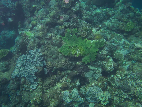 Amami Oshima, Japan - April 7, 2019: Beautiful coral reef at Cape Ayamaru in Amami Oshima, Kagoshima, Japan