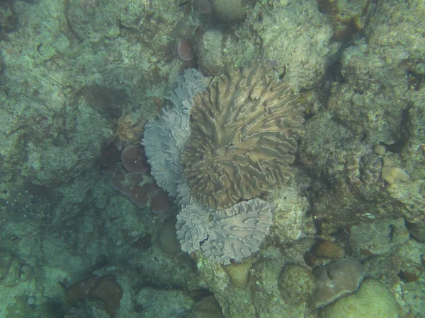 Amami Oshima Japão Abril 2019 Belo Recife Coral Cabo Ayamaru — Fotografia de Stock