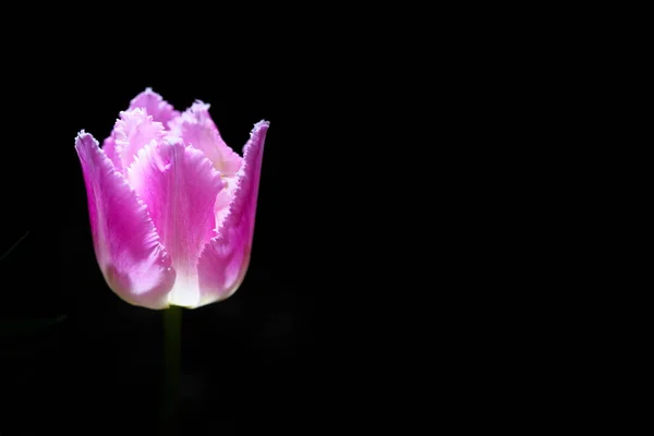 Tokyo,Japan-April 19, 2019: Isolated pink tulip on black background