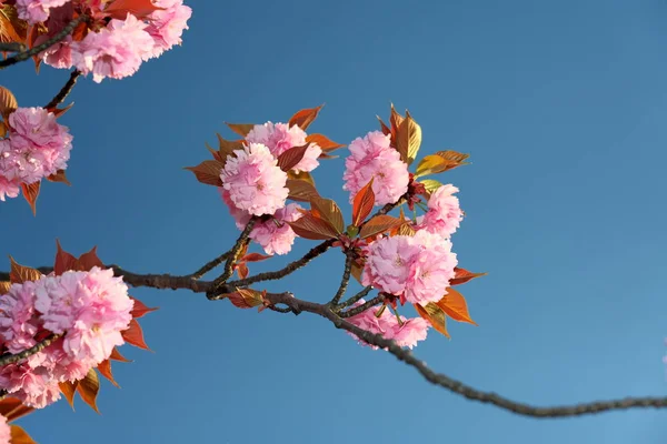 Tokyo Giappone Aprile 2019 Fiori Ciliegio Fiore Doppio Piena Fioritura — Foto Stock