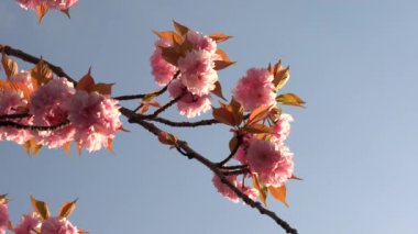 Tokyo,Japonya-Nisan 20, 2019: Gün doğumunda tam çiçek açan çift çiçekli kiraz çiçekleri