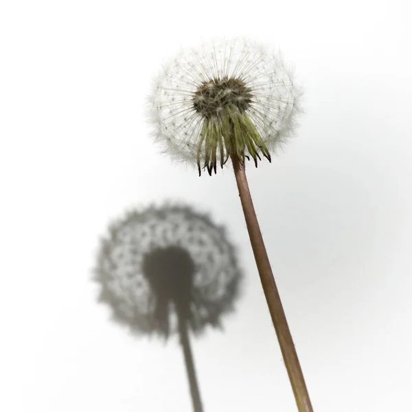 Tokio Japan April 2019 Geïsoleerde Parachute Ball Witte Achtergrond — Stockfoto