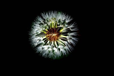 Tokyo,Japonya-26 Nisan 2019: Yağmurda izole paraşüt topu