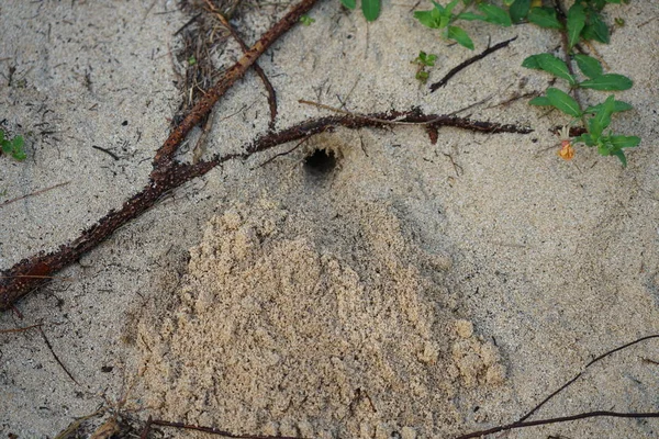 奄美大島 2019年4月8日 鹿児島県奄美大島の友森ビーチで エルミットカニの巣穴 — ストック写真