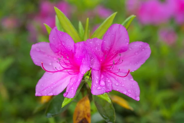 Tokyo,Japan-April 26, 2019: Azalea or Pentanthera or Tsutsuji in the rain in Japan