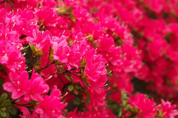 Tokyo,Japonya-26 Nisan 2019: Japonya'da yağmurda Açelya veya Pentanthera veya Tsutsuji