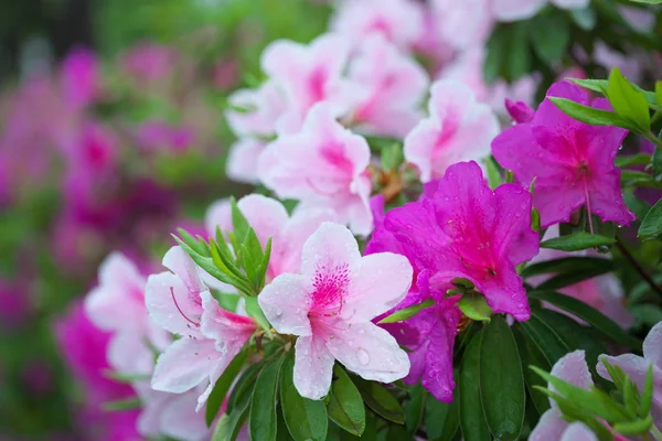 Tokyo,Japonya-26 Nisan 2019: Japonya'da yağmurda Açelya veya Pentanthera veya Tsutsuji