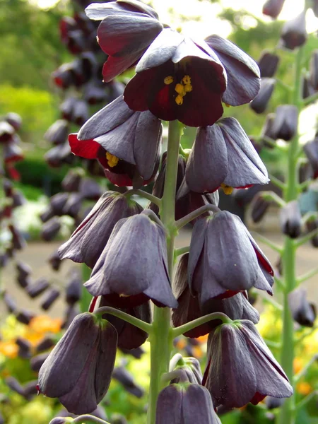 Tokyo,Japonya-21 Nisan 2019: Fritillaria persica veya Farsça zambak veya Pers fritillaryin Tokyo'da bir bahçe