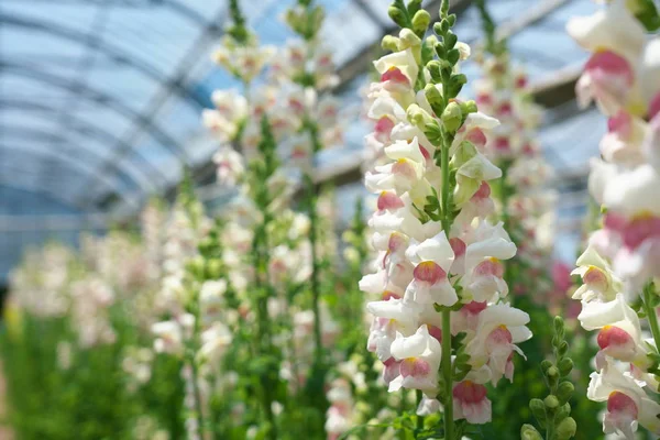 Chiba,Japonya-Nisan 28, 2019: Pembe antirrhinum veya ejderha çiçekleri veya bir serada snapdragons
