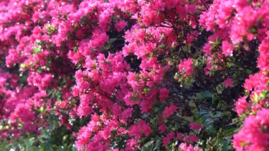 Tokyo,Japonya-Nisan 26, 2019: Kızıl Açelya veya Pentanthera veya Tsutsuji sabah güneşinde yağmurdan sonra