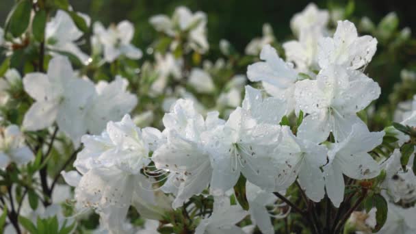 Tokyo Japan April 2019 White Azalea Pentanthera Tsutsuji Rain Morning — Stock Video