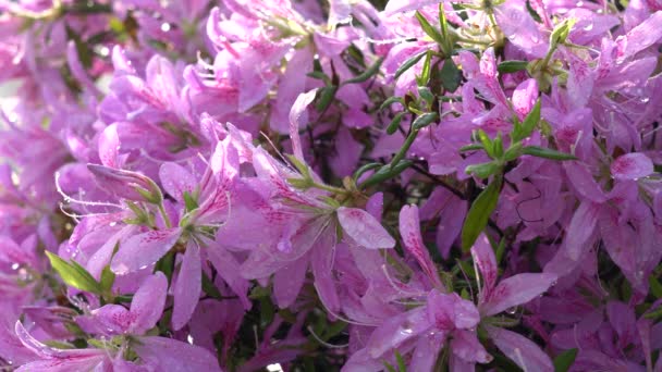 Tokyo Japán Április 2019 Purple Azalea Vagy Pentanthera Vagy Tsutsuji — Stock videók