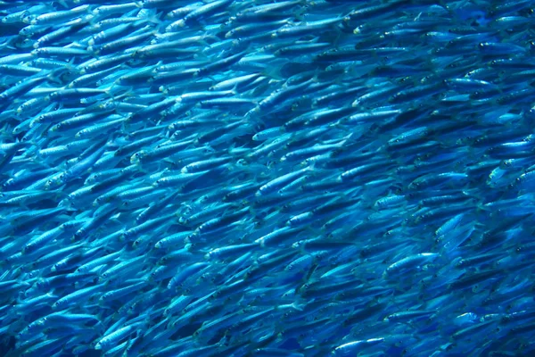 Kanagawa Japan May 2019 Real School Sardines Water — Stock Photo, Image