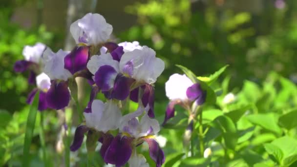 Tóquio Japão Maio 2019 Flores Íris Alemã Barbudo Verão — Vídeo de Stock