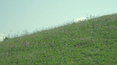 Tokyo,Japonya-19 Mayıs 2019: Yaz başında bir yamaçta çayır