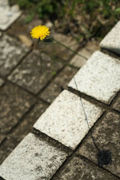 Tokyo Giappone Maggio 2019 Fiore Dente Leone Sua Ombra Gradino — Foto Stock