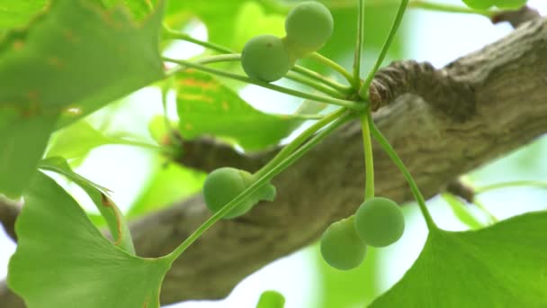 Tóquio Japão Maio 2019 Pequenas Nozes Verdes Imaturas Gingko Início — Vídeo de Stock