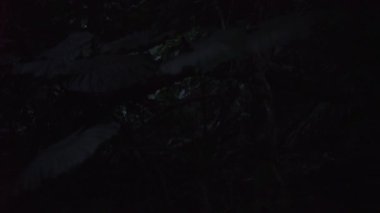 Okinawa, Japonya-30 Mayıs 2019: (canlı eylem) Ishigaki adasında Fireflies veya Glowflies veya yıldırım böcek, Okinawa, Japonya.