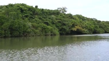 Okinawa,Japonya-2 Haziran 2019: Miyara nehri boyunca mangrov ormanları, Ishigaki, Okinawa, Japonya