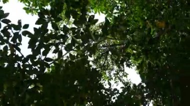 Okinawa,Japonya-2 Haziran 2019: Miyara nehri boyunca mangrov ormanlarının altından geçmek, Ishigaki, Okinawa, Japonya