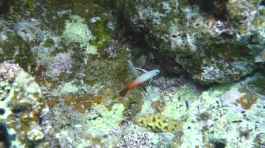 Okinawa, Japonya-Haziran 1, 2019: nemateleotris Magnifica bir çift, yangın kayabalığı, yangın balığı, yangın dartfish, Ishigaki Adası yakın kırmızı ateş kayabalığı veya hatatate Haze