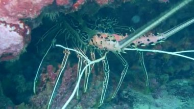 Okinawa, Japonya-1 Haziran 2019: Ishigaki Adası, Okinawa yakın bir kaya bir Lee saklanan büyük bir ıstakoz. su altında 10 metre.
