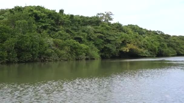 Okinawa Japan June 2019 Mangrove Forests Miyara River Ishigaki Okinawa — Stock Video