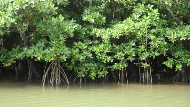 Okinawa Japan Juni 2019 Mangrove Bossen Langs Rivier Miyara Ishigaki — Stockvideo