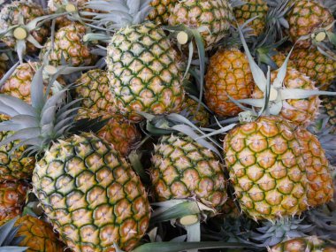 Okinawa, Japonya-Haziran 2, 2019: Ishigaki adasında taze hasat ananas, Okinawa