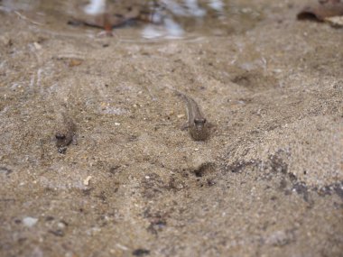 Okinawa, Japonya-Haziran 2, 2019: barred mudskippers veya Periofalı argentilineatus veya Minami Tobihaze Fukidou Nehri boyunca Mangrove ormanlarında, Ishigaki, Okinawa, Japonya