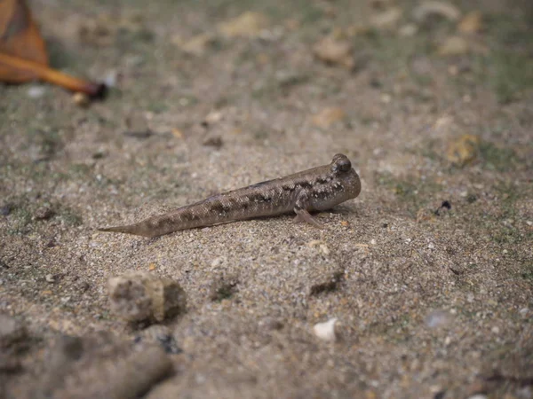 Okinawa Japón Junio 2019 Barred Mudskippers Periophthalmus Argentilineatus Minami Tobihaze — Foto de Stock