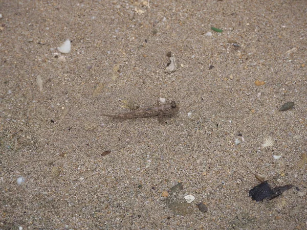 Okinawa Japón Junio 2019 Barred Mudskippers Periophthalmus Argentilineatus Minami Tobihaze — Foto de Stock