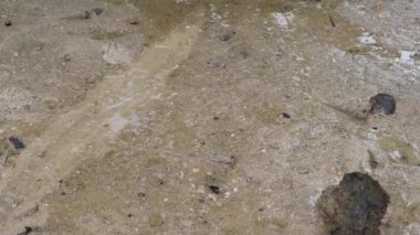 Okinawa, Japonya-Haziran 2, 2019: barred mudskippers veya Periofalı argentilineatus veya Minami Tobihaze Fukidou Nehri boyunca Mangrove ormanlarında, Ishigaki, Okinawa, Japonya
